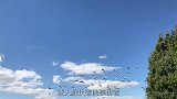 男子发明人力鸟翼，上下挥手就能上天，网友：现实版“鸟人”