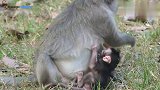 猴妈拽住新生猴宝宝的头，用嘴咬新生猴宝宝，猴宝宝做错了什么