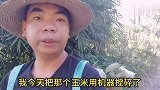 麻叶，豆粕，玉米，做了一道绿壳土鸡爱吃的美食