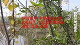 深度剖析 传统钓法七星漂 快速连竿方法