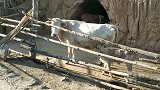 美丽的小山村，看见这些小动物，勾起小时候的回忆