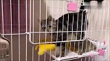 主人给猫咪加餐，闻到肉香的猫咪早已按捺不住：快放我出去