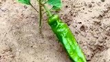 辣椒苗没长大你就接辣椒了？