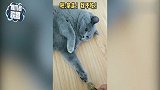 没有一只喵星人逃得过“真香定律”