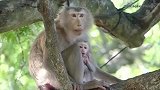 刚出生没多久的小猴，怎么可以上树，太危险了