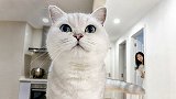 铲屎官挑战一天不理猫，会发生什么？结果太搞笑了！