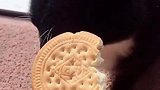 爱吃饼干的猫咪
