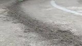 高难度训练，汪星人这个速度，原来这么累