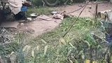 两只狗狗互相嘲讽