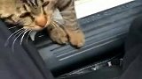 猫：带我回家吧，我很乖的！