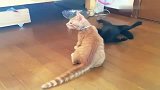 橘猫和黑猫打架，黑猫：我躺着就把它打败了！