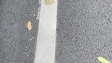 教练：汪汪汪？