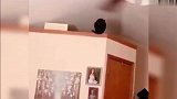 养一只猫咪能有多欢乐，还是一只傻猫
