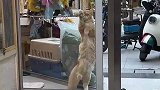 猫咪边擦玻璃边跳舞，妥妥的猫界舞王，实力不俗