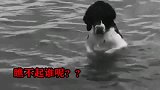 狗狗游泳：瞧不起谁呢这是给柯基准备的吧！