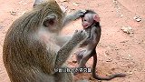 刚出生的小猴子被妈妈遗弃，趴在地上抽搐，看着实在心疼！