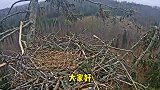 聪明乌鸦，今天确干起了让人瞧不起的，它就是个卑鄙小人【精彩】