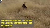 实拍花豹捕杀野猫，直扑进草丛叼出，霸气侧漏！