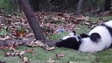 熊猫宝宝在草地上玩耍，好想抱一只回家撸