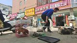 狗市：收购20条土狗，淘汰放生了4只，决定不做代购了
