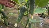 黄瓜修剪，让果实更好的吸收阳光