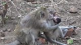 坏猴子想尽办法想把马丁从外婆猴那里抓走，外婆猴寸步不离的保护
