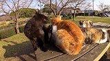 猫咪们占领了公园的长椅，甚至还要霸占铲屎官的怀里