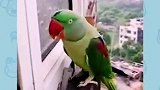 一只会敲窗户的鹦鹉