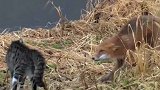 动物世界：猫和狐狸对峙