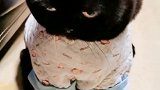 猫：看到我生气的表情没，别惹我！