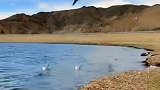 西藏阿里班公湖，高原上珍贵的淡水湖