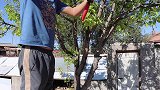 88买只鸡，大彭做家常版熏鸡，铁锅炖一下午，一口下去太香了