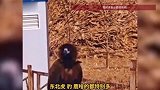 吉林珲春偶遇大雕淡定逛街，神态淡定步伐从容，当地居民回应
