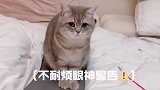 小熊饭前求生欲问答