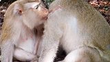 猴王阿奇普作战多处受伤，母猴猪尾巴为猴王细心清理伤口