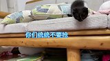 小奶猫弄得一脸墨，喝奶找不到碗，妈妈：怪我咯