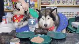 三只猪首次同框