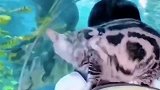 带猫猫去海洋馆，终于知道什么叫眼里放光了，哈哈
