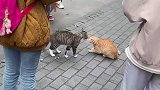 两只猫咪在校园里吵架结果引来了学生们的围观