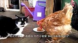 野鸡好几天没吃饭，忍不住去抢猫食，猫咪表情一言难尽！