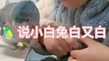 萌娃教鹦鹉说话，没想到一教就会！