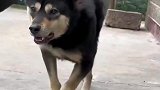 快溜溜它吧，想散步想疯了