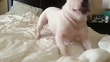 开启自嗨模式的斗牛犬狗狗,在床上玩得好起劲