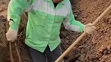 挖山药神操作
