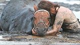 马儿不慎陷入沼泽无法抽身，结果它的主人做法令人动容