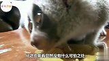 3个越美越会骗人的小动物，长相可爱却十分凶恶，遇到后要小心