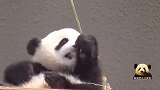 熊猫天线宝宝牙还没长齐就来啃竹子，好可爱啊