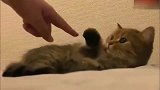狸花猫：你好！握个爪，朕封你为铲屎官