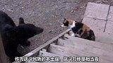战斗民族的猫，战斗力真的高，熊熊表示一天也待不下去，哈哈哈！