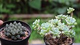 夏天养玉露，这种问题容易判断错误，处理不当，根系容易腐烂